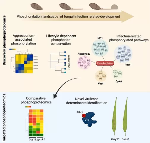 The phosphorylation landscape of infection-relateddevelopment
